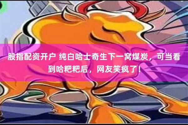 股指配资开户 纯白哈士奇生下一窝煤炭，可当看到哈粑粑后，网友笑疯了！